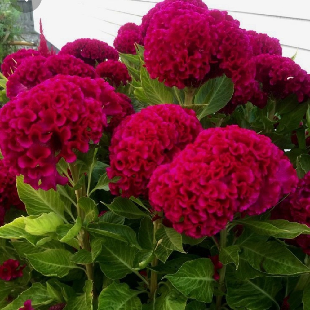 Meet your Posher, Aracely